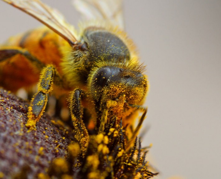 Bee_pollinating_a_flower